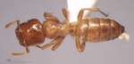 Cladomyrma nudidorsalis Agosti, Moog, Maschwitz, 1999 dorsal