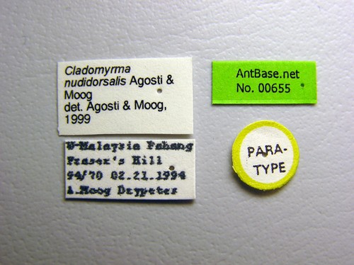Cladomyrma nudidorsalis Agosti, Moog, Maschwitz, 1999 Label