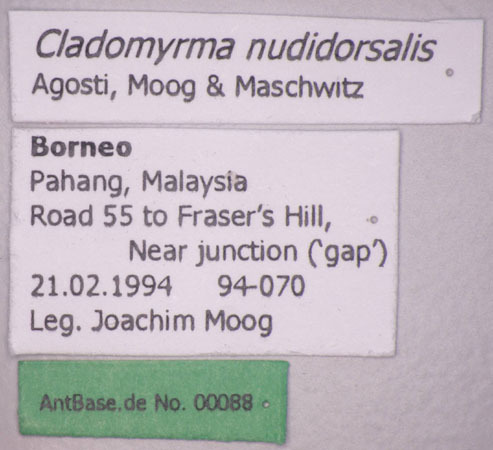 Foto Cladomyrma nudidorsalis Agosti, Moog, Maschwitz, 1999 Label