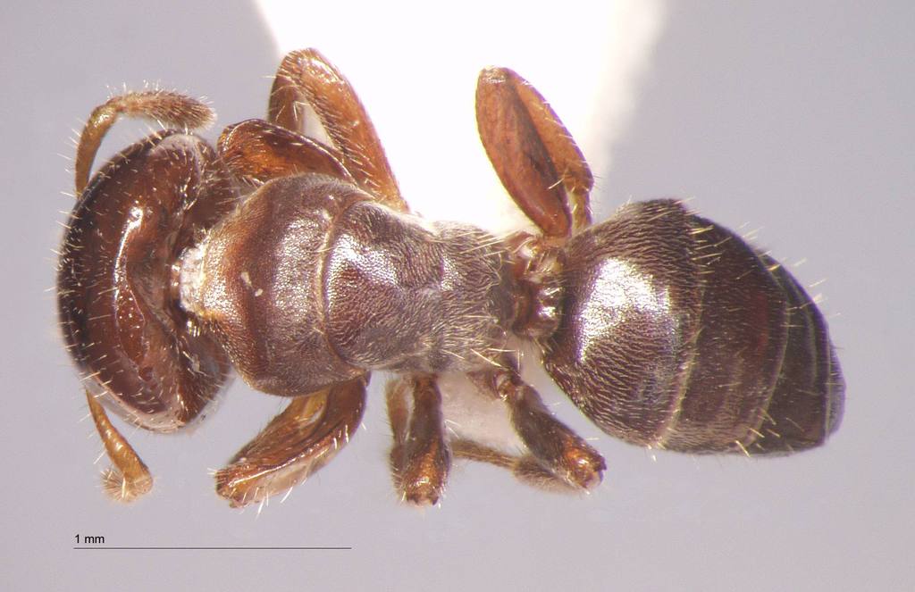 Foto Cladomyrma petalae Agosti, 1991 dorsal