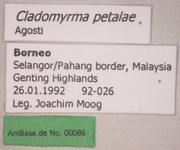 Cladomyrma petalae Agosti, 1991 Label