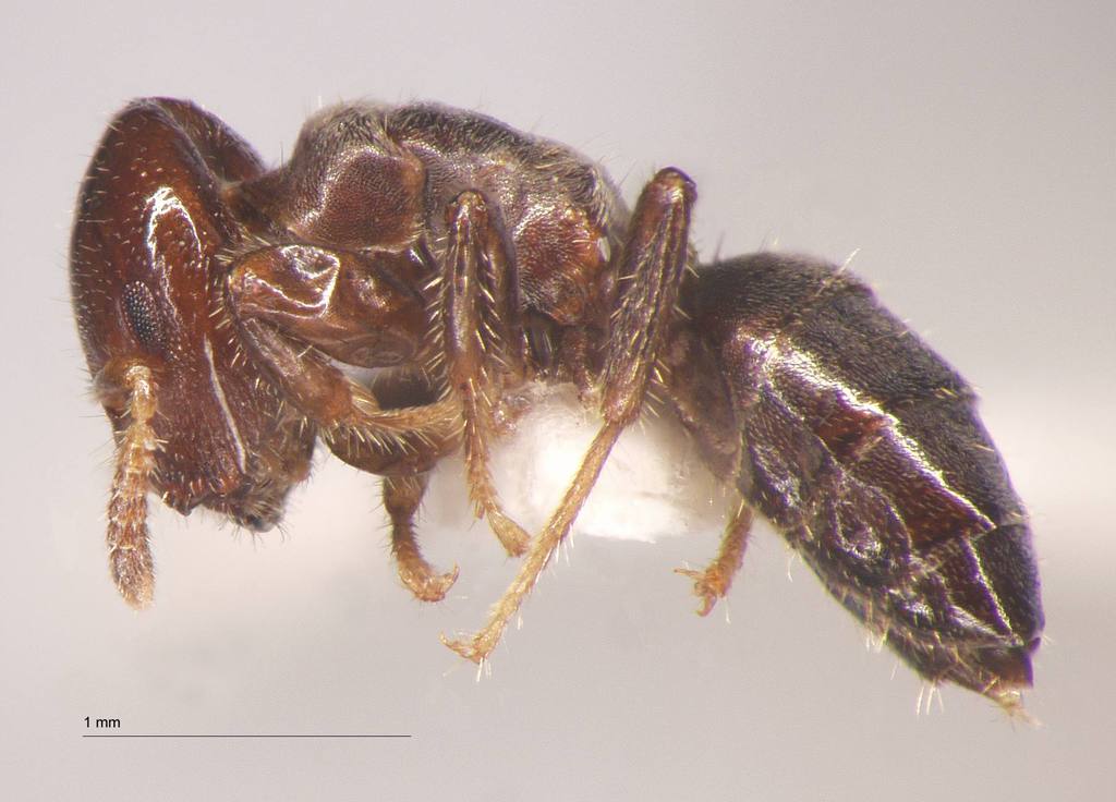 Foto Cladomyrma petalae Agosti, 1991 lateral