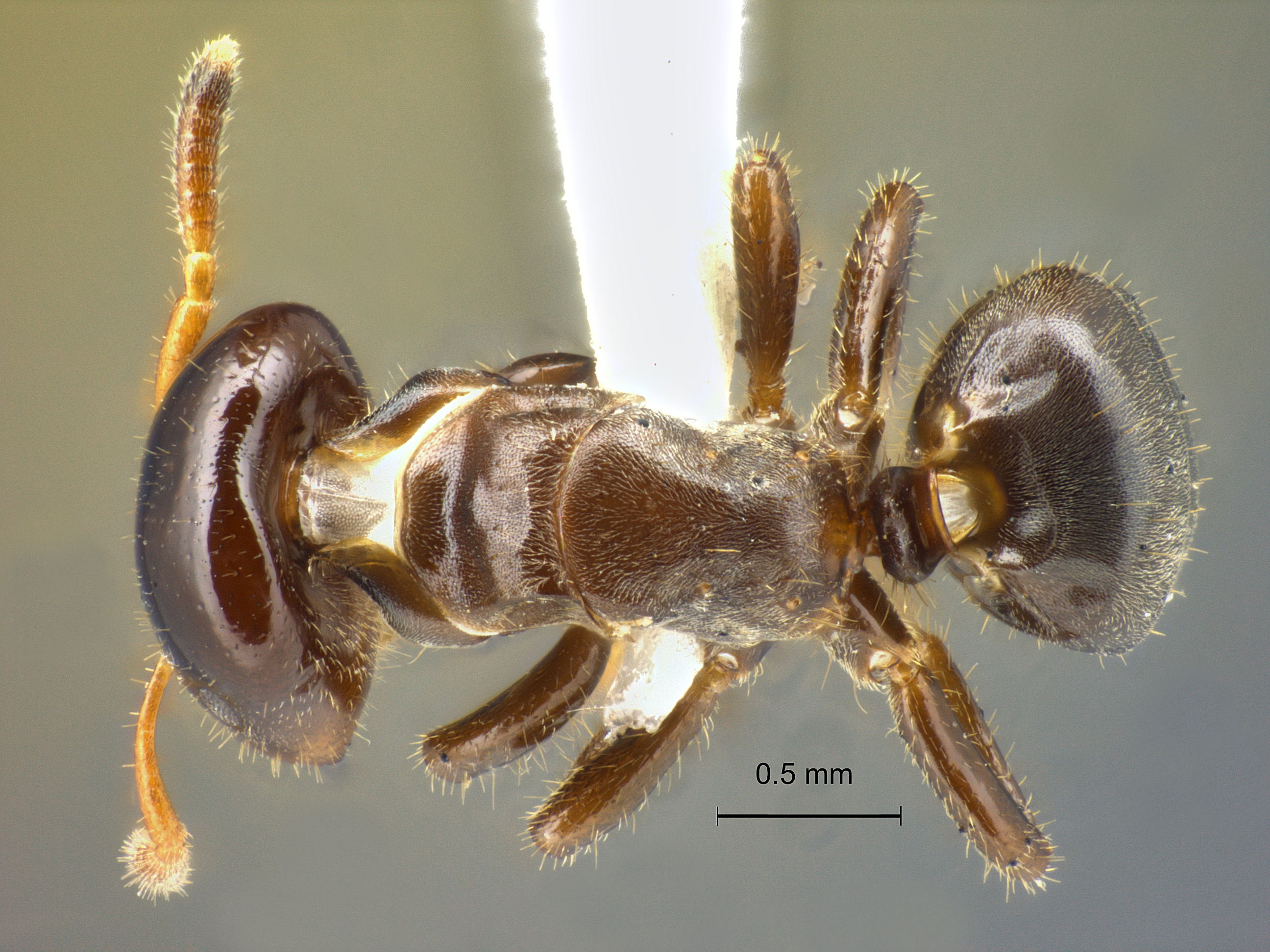 Foto Cladomyrma scopulosa Eguchi, 2005 dorsal