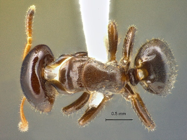 Cladomyrma scopulosa Eguchi, 2005 dorsal