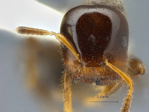 Cladomyrma scopulosa Eguchi, 2005 frontal