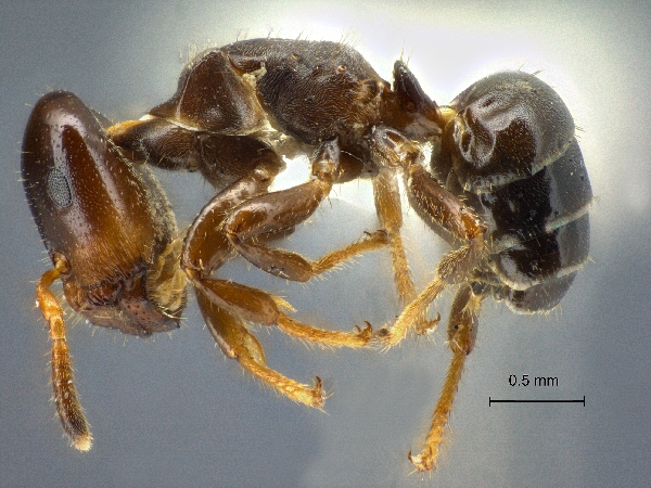 Cladomyrma scopulosa Eguchi, 2005 lateral