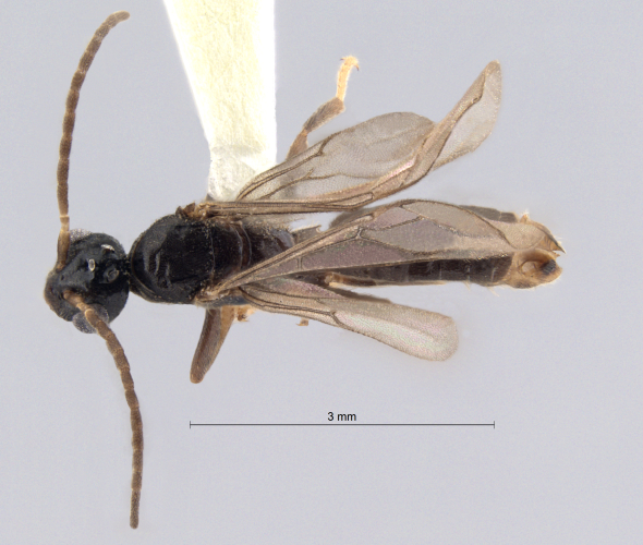 Cladomyrma scopulosa Eguchi, 2005 dorsal