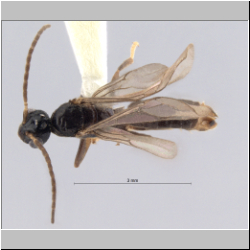 Cladomyrma scopulosa Eguchi, 2005 dorsal