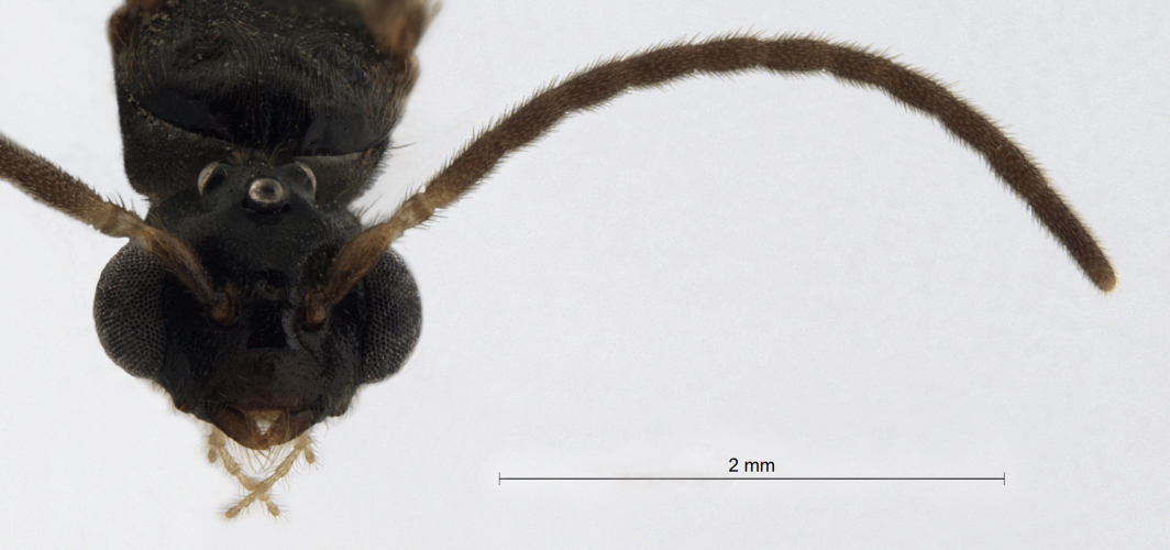 Cladomyrma scopulosa Eguchi, 2005 frontal