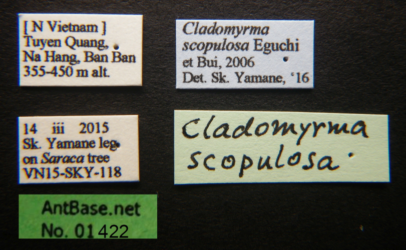 Cladomyrma scopulosa Eguchi, 2005 Label