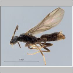 Cladomyrma scopulosa Eguchi, 2005 lateral