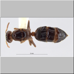 Cladomyrma scopulosa Eguchi, 2005 dorsal