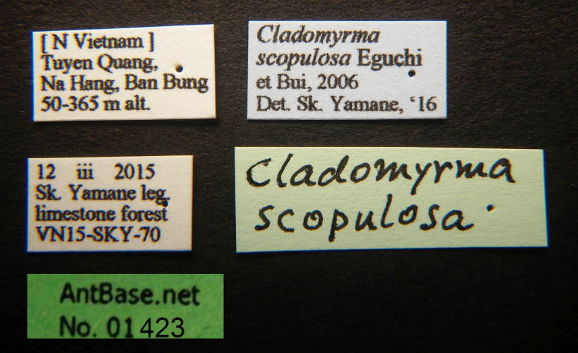 Cladomyrma scopulosa Eguchi, 2005 Label