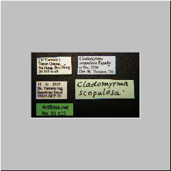 Cladomyrma scopulosa Eguchi, 2005 Label