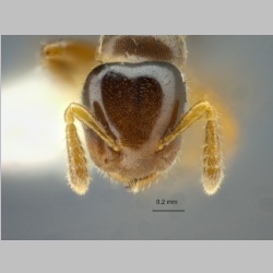 Cladomyrma sirindhornae Jaitrong, Laedprathom et Yamane, 2013 frontal