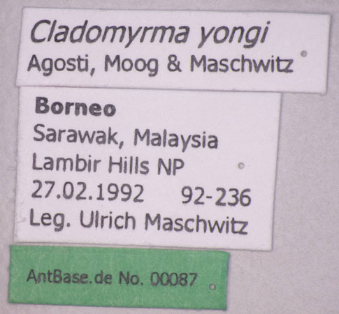 Foto Cladomyrma yongi Agosti, Moog, Maschwitz, 1999 Label