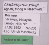 Cladomyrma yongi Agosti, Moog, Maschwitz, 1999 Label