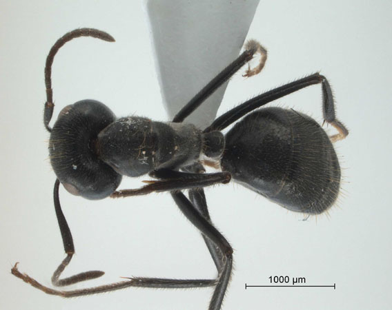 Colobopsis sp 69 of SKY S.Yamane dorsal