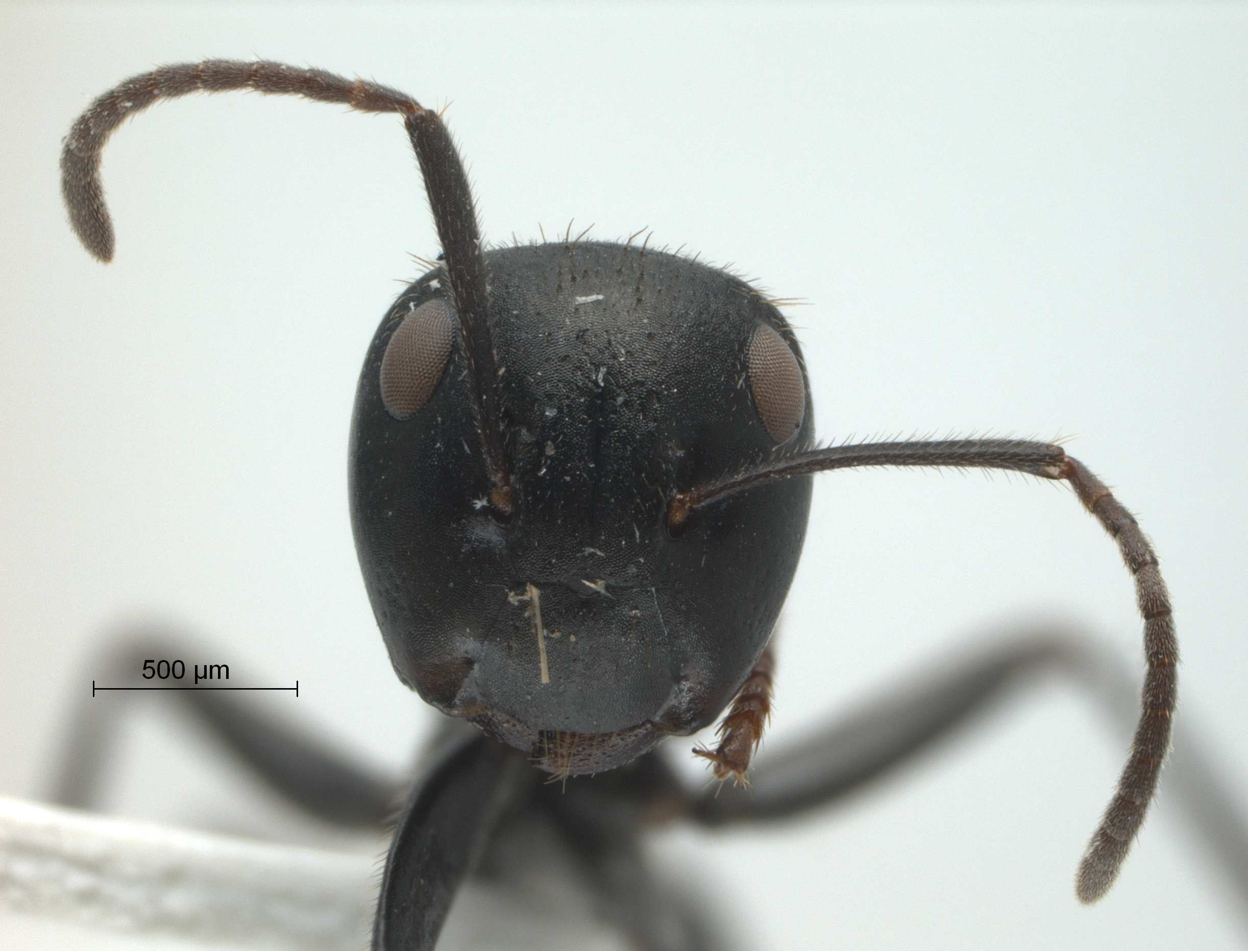 Foto Colobopsis sp 69 of SKY S.Yamane frontal