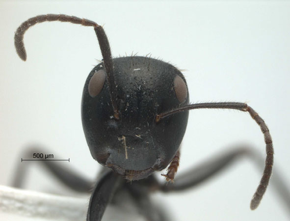 Colobopsis sp 69 of SKY S.Yamane frontal