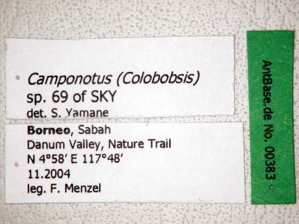 Foto Colobopsis sp 69 of SKY S.Yamane Label
