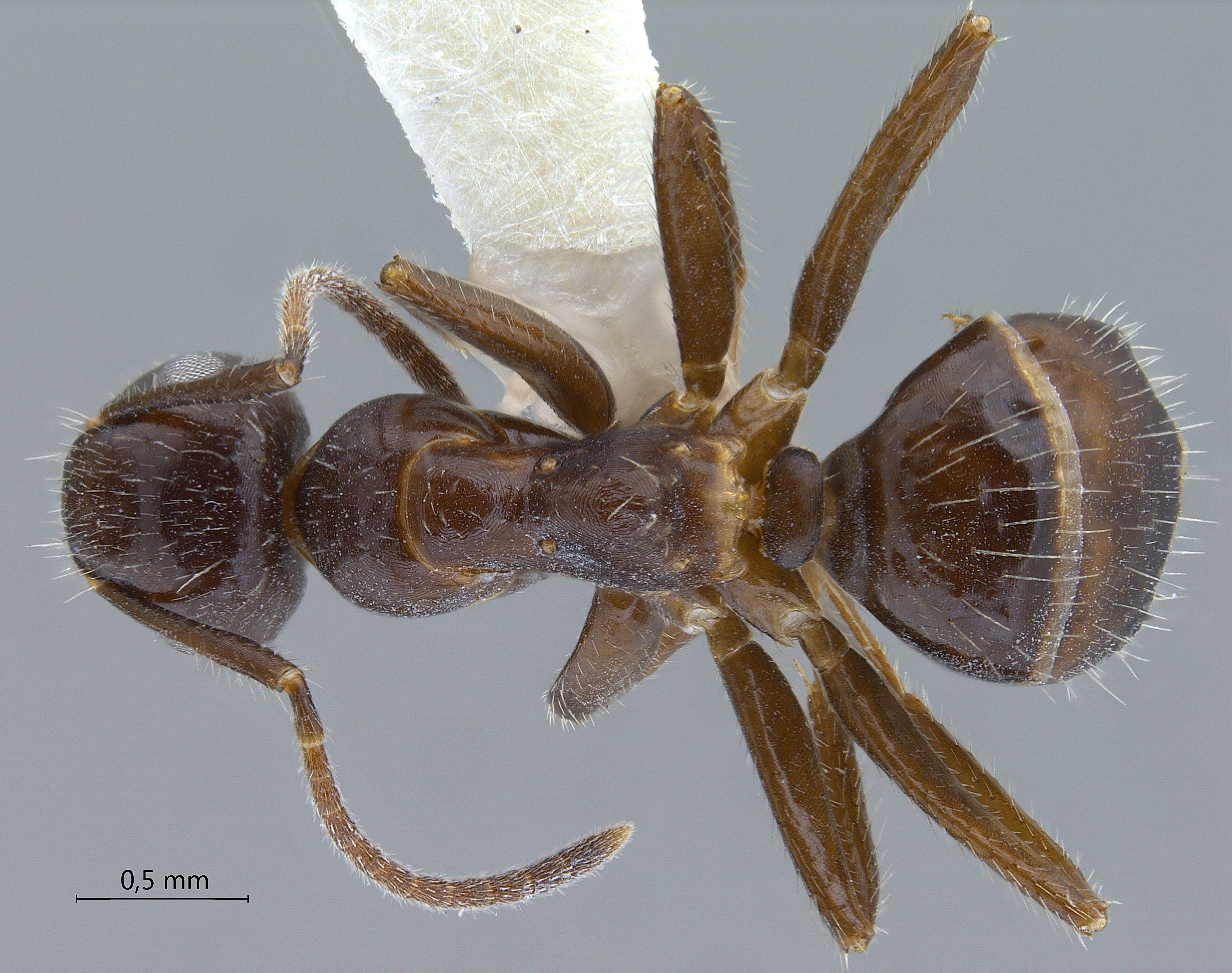 Foto Colobopsis vitrea praerufa (Emery, 1900) dorsal