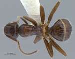 Colobopsis vitrea praerufa (Emery, 1900) dorsal