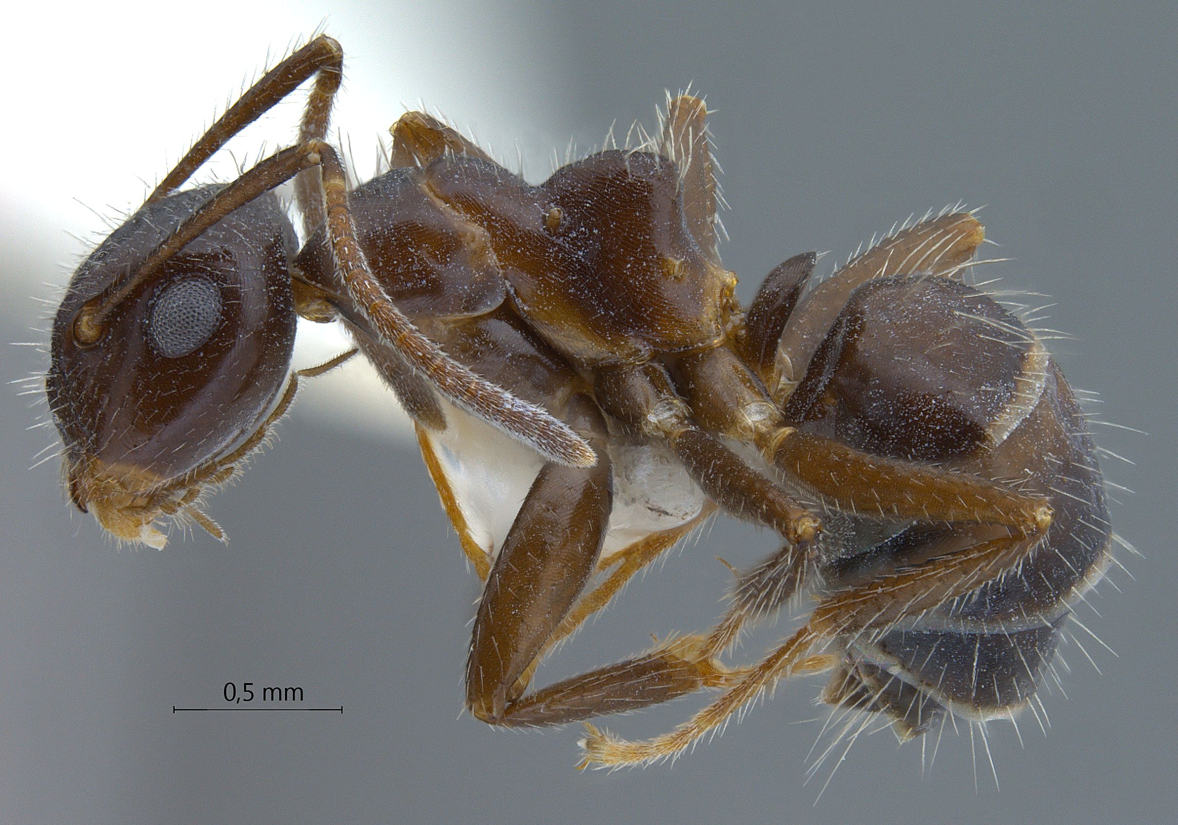 Foto Colobopsis vitrea praerufa (Emery, 1900) lateral