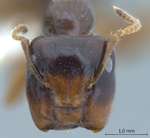 Colobopsis vitrea praerufa (Emery, 1900) frontal