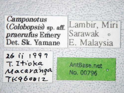 Colobopsis vitrea praerufa (Emery, 1900) Label