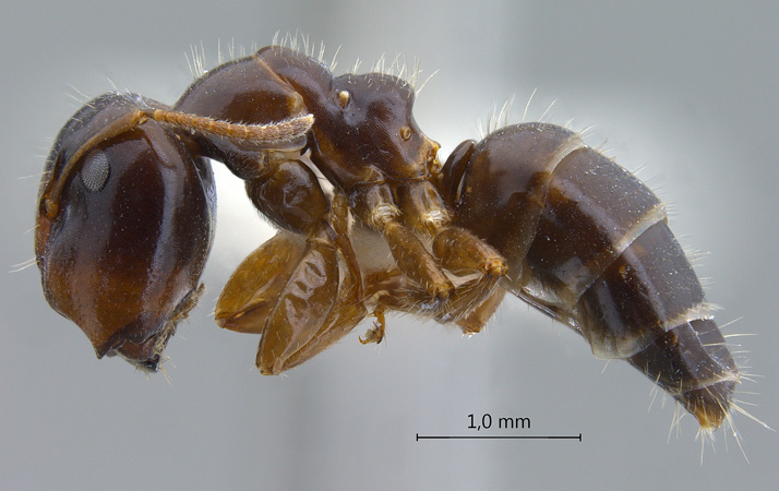 Colobopsis vitrea praerufa (Emery, 1900) lateral