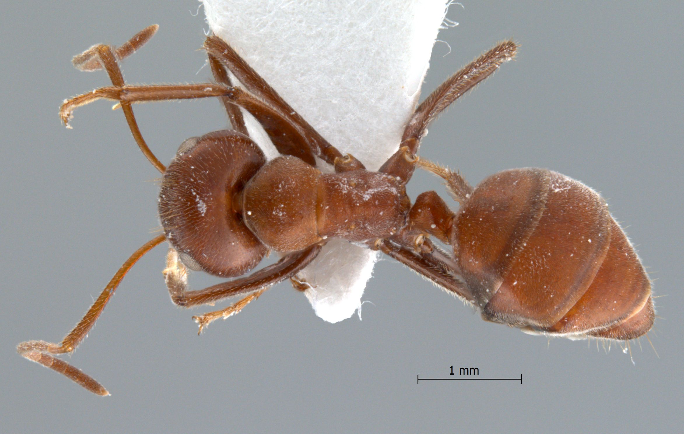 Foto Colobopsis saundersi Emery, 1889 dorsal