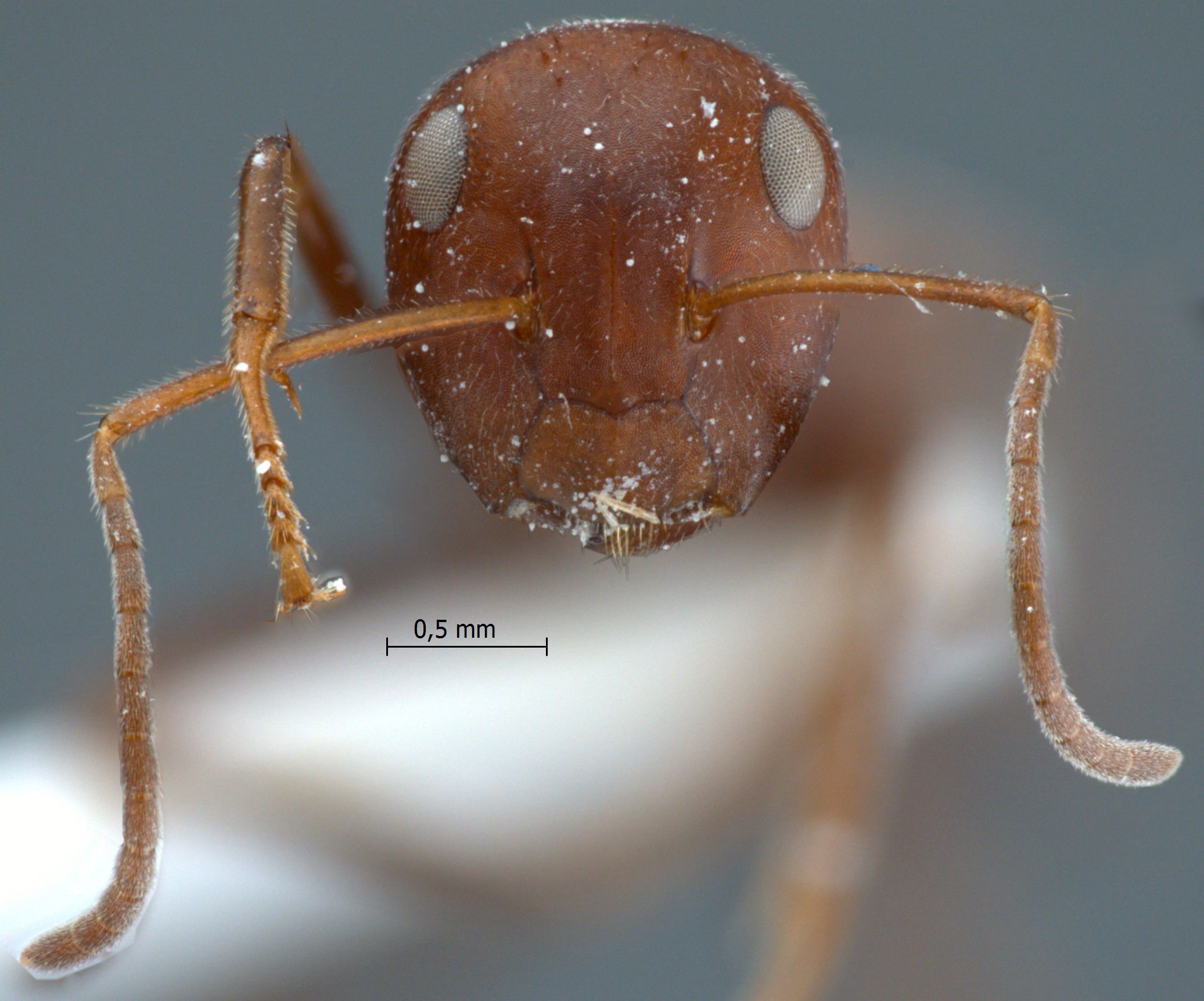 Foto Colobopsis saundersi Emery, 1889 frontal