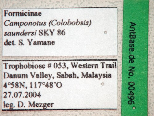 Colobopsis saundersi Emery, 1889 Label
