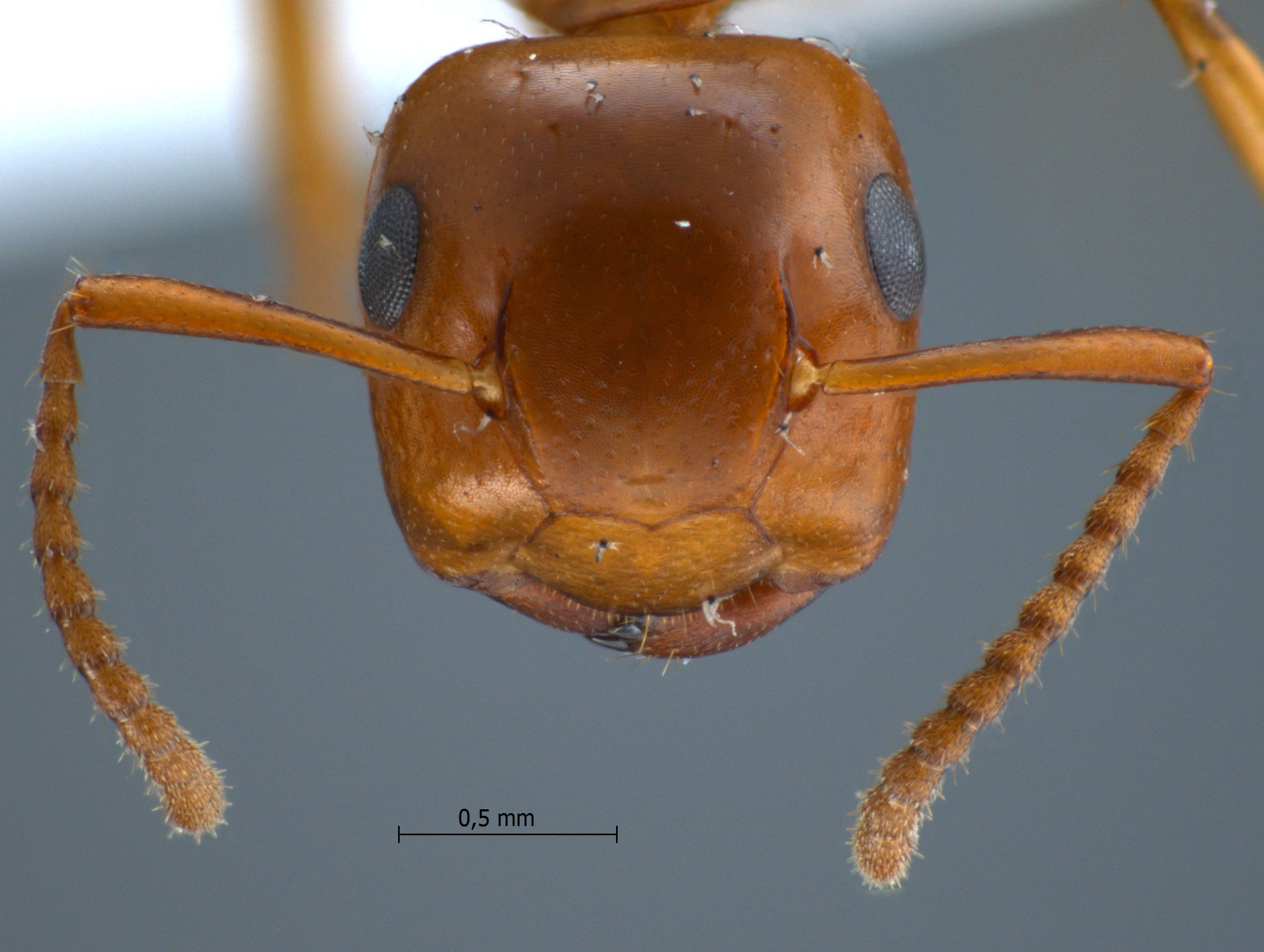 Foto Colobopsis schmitzi Strcke, 1933 frontal