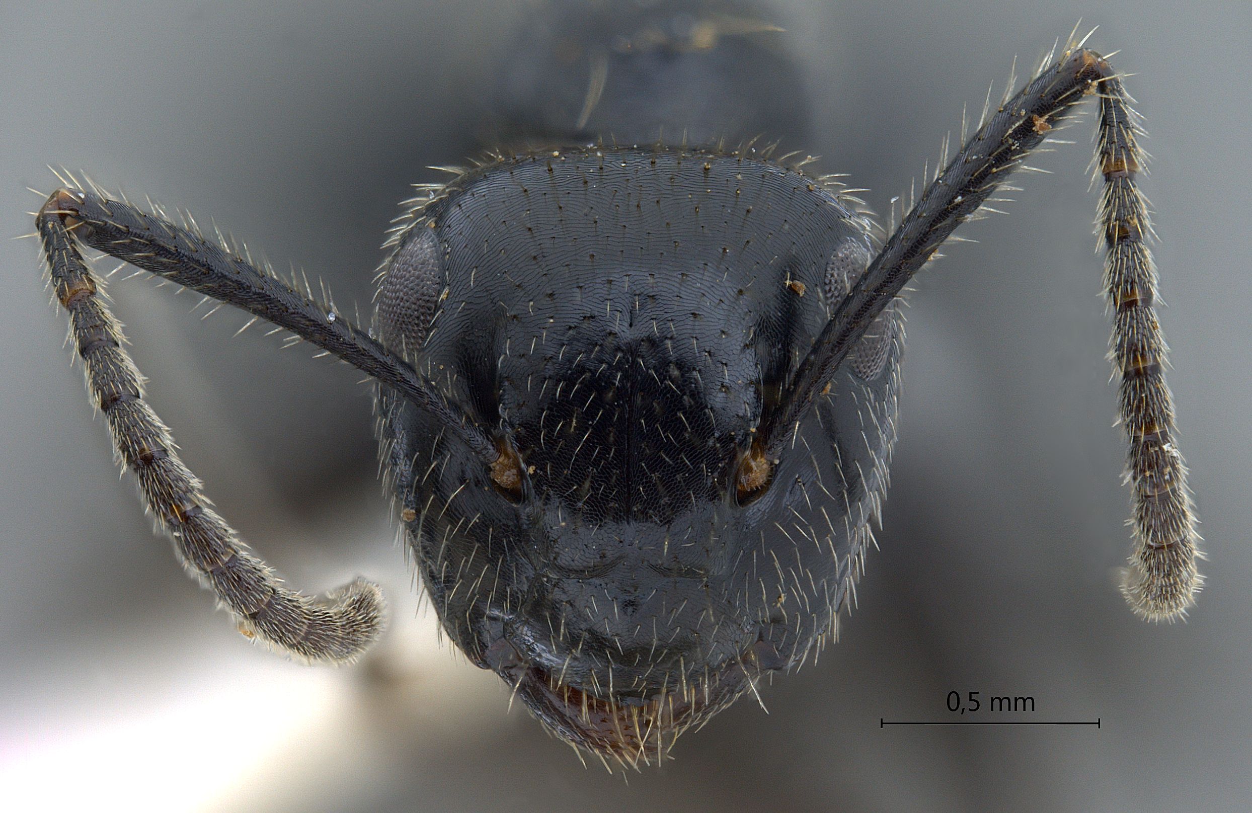 Foto Colobopsis vitrea (Smith, 1860) frontal