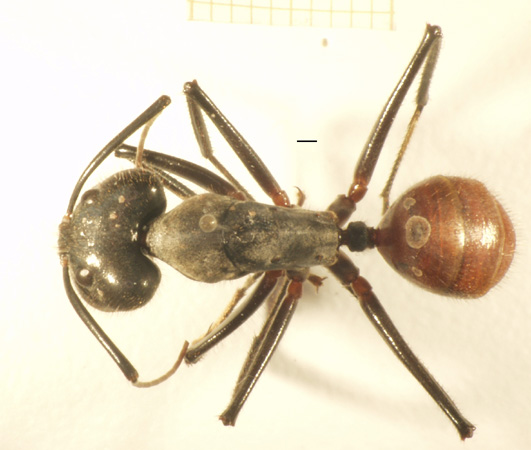 Foto Dinomyrmex gigas (Latreille, 1802) dorsal