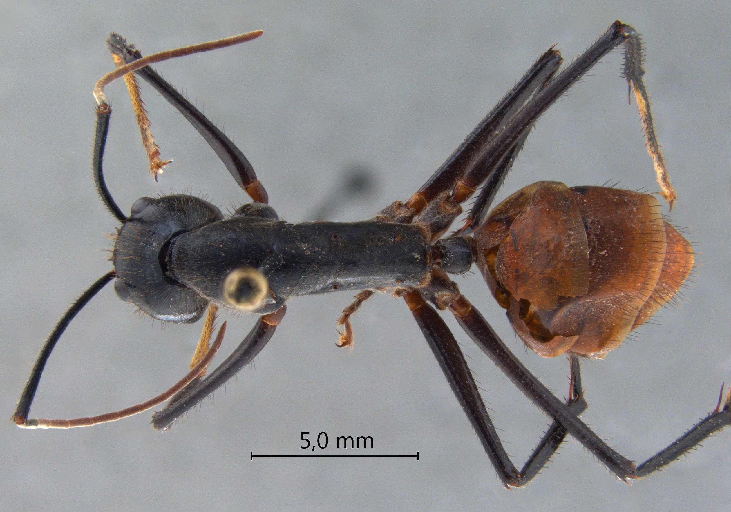 Foto Dinomyrmex gigas (Latreille, 1802) dorsal