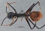 Dinomyrmex gigas (Latreille, 1802) dorsal