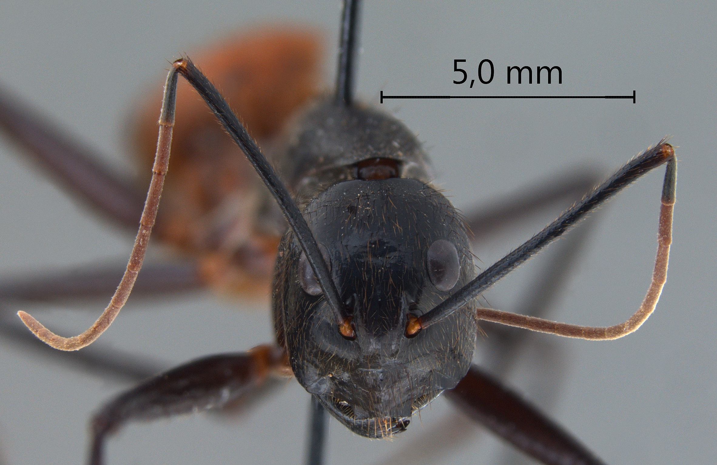 Foto Dinomyrmex gigas (Latreille, 1802) frontal