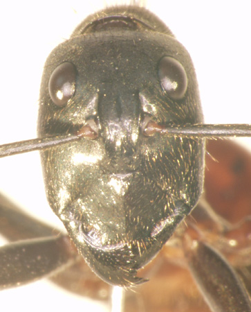 Foto Dinomyrmex gigas (Latreille, 1802) frontal