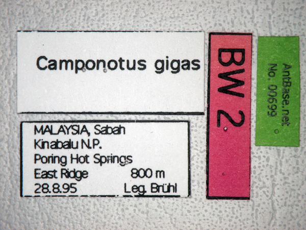 Foto Dinomyrmex gigas (Latreille, 1802) Label