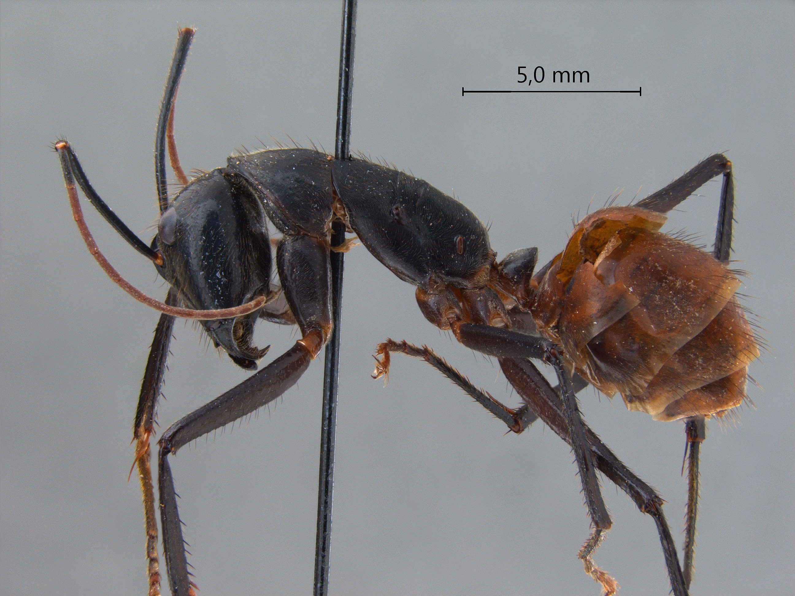 Foto Dinomyrmex gigas (Latreille, 1802) lateral