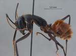 Dinomyrmex gigas (Latreille, 1802) lateral