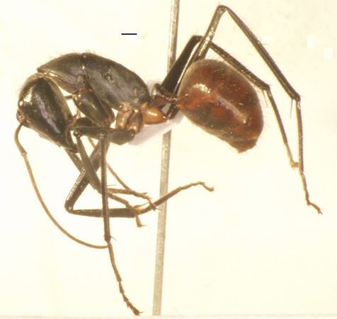 Foto Dinomyrmex gigas (Latreille, 1802) lateral