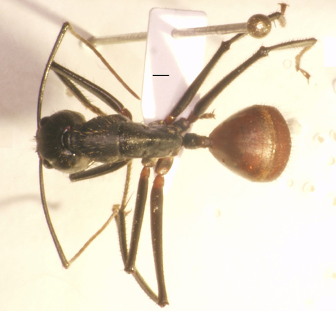 Foto Dinomyrmex gigas (Latreille, 1802) dorsal