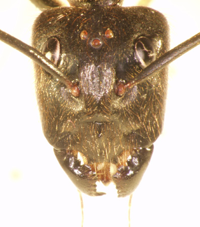 Dinomyrmex gigas (Latreille, 1802) frontal