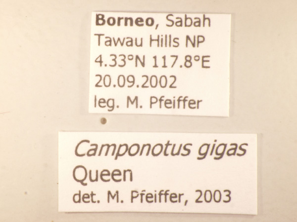 Foto Dinomyrmex gigas (Latreille, 1802) Label