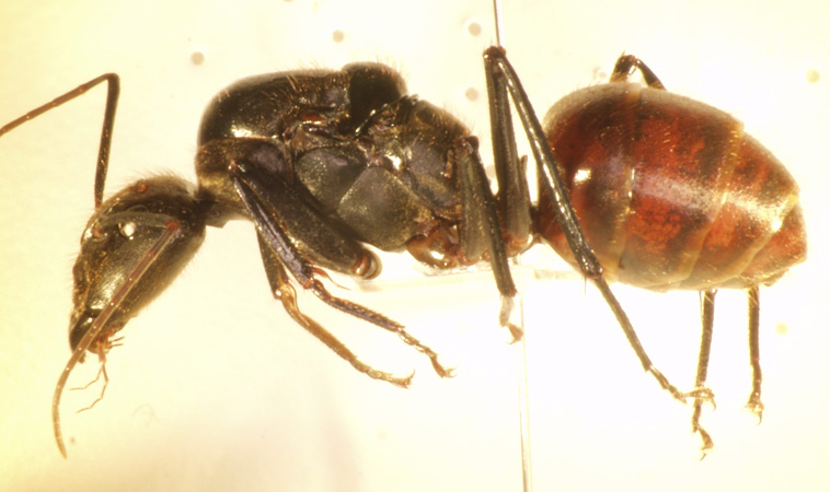 Foto Dinomyrmex gigas (Latreille, 1802) lateral