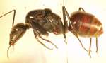 Dinomyrmex gigas (Latreille, 1802) lateral